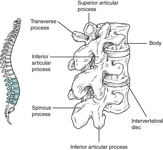 lumbar vertebrae anatomy