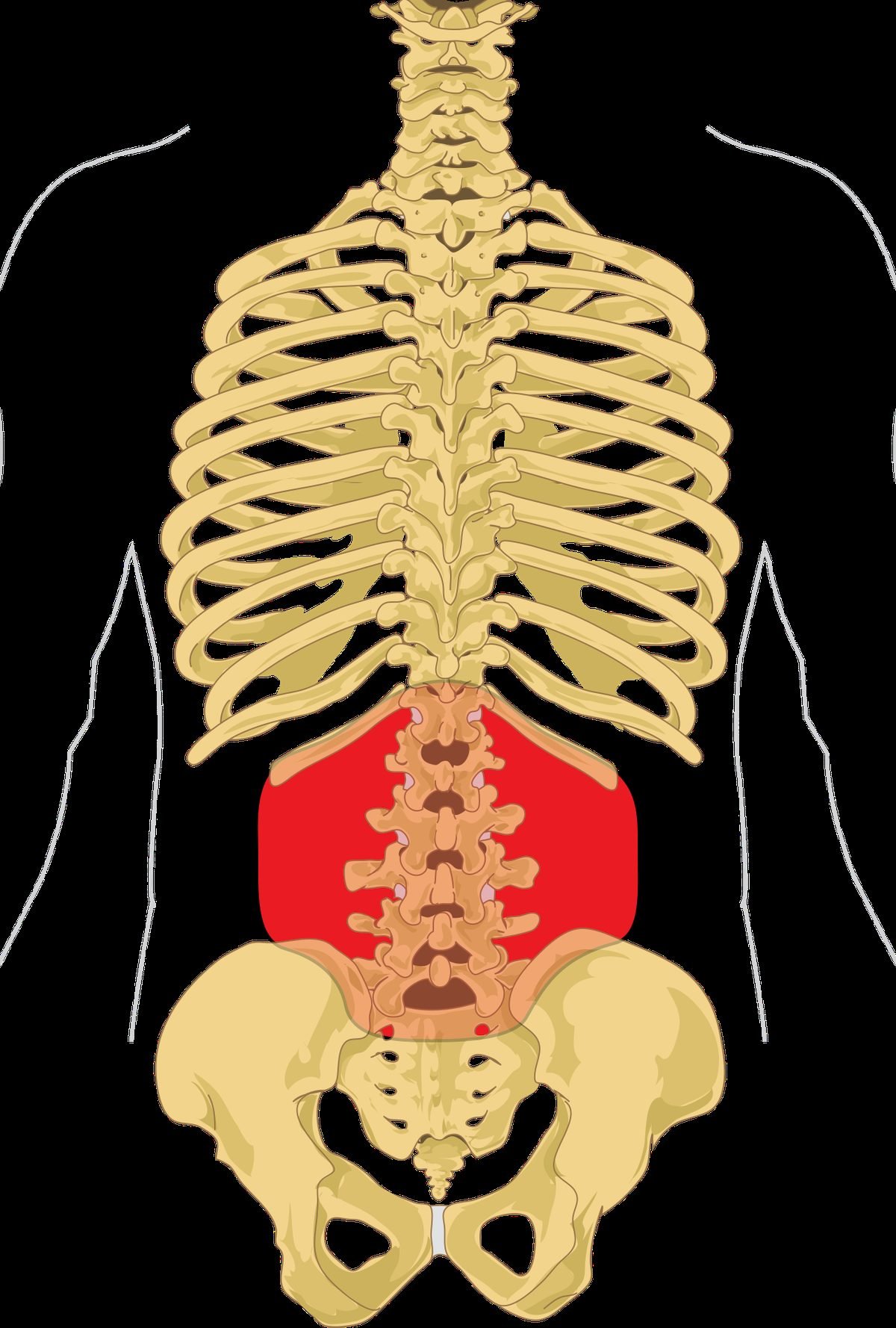 human vertebral column diagram