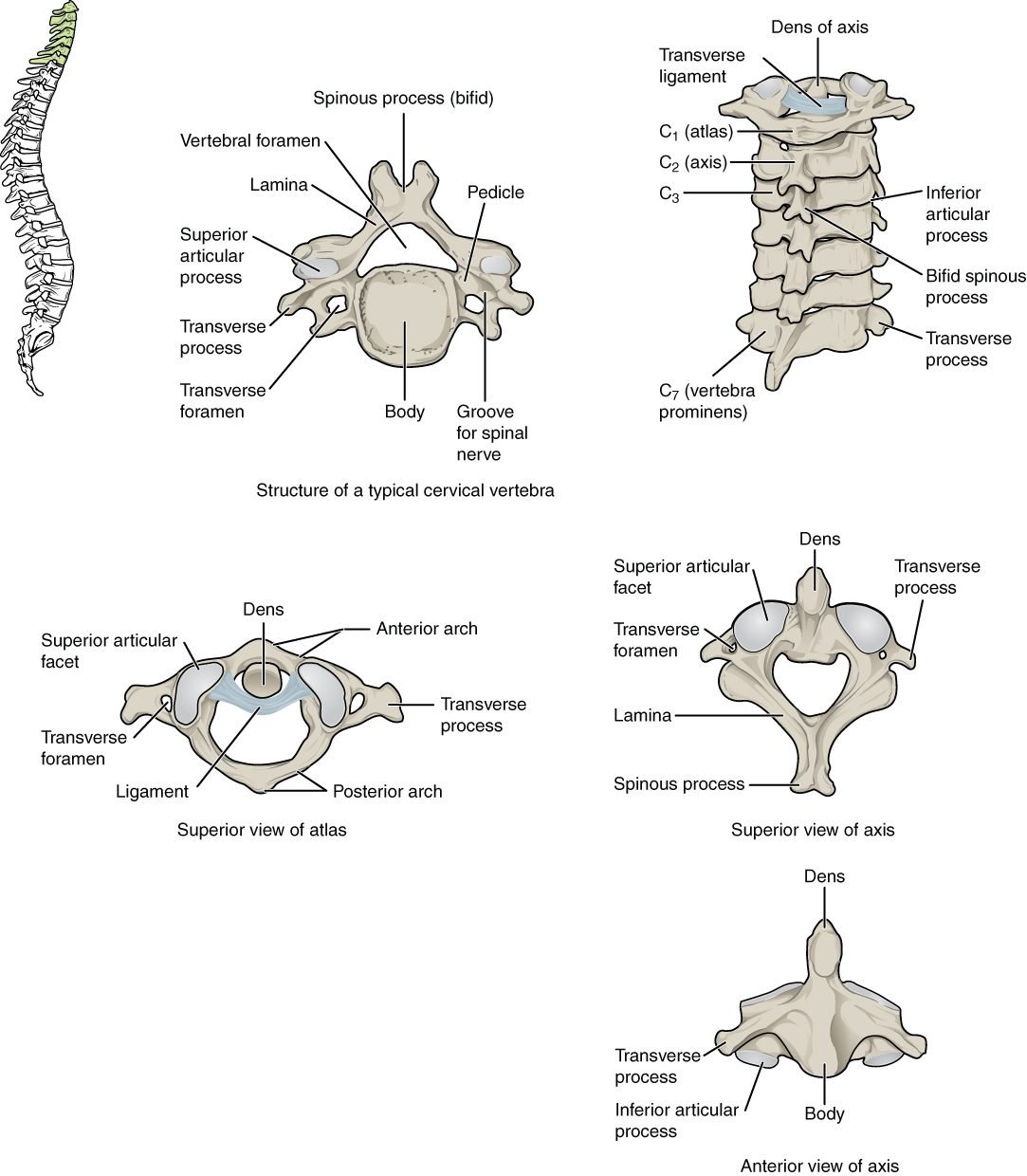 cervical vertebrae anatomy, cervical spine