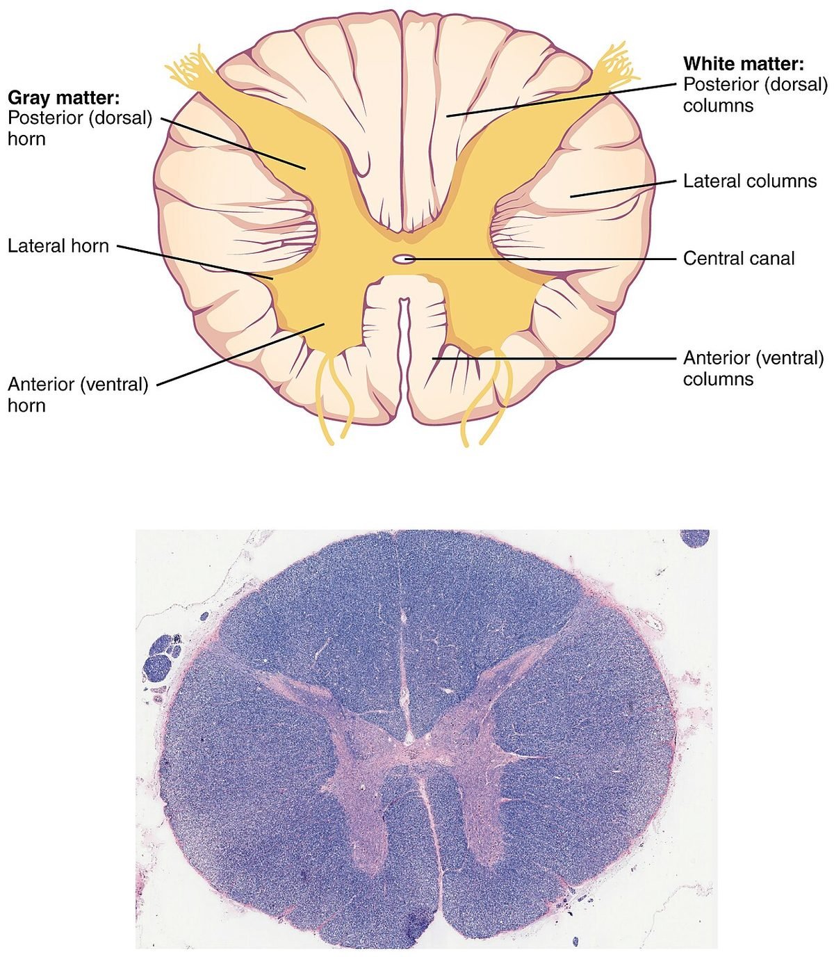 spinal cord anatomy