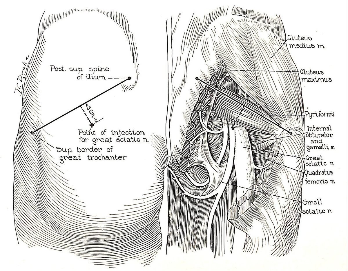 sciatic nerve anatomy