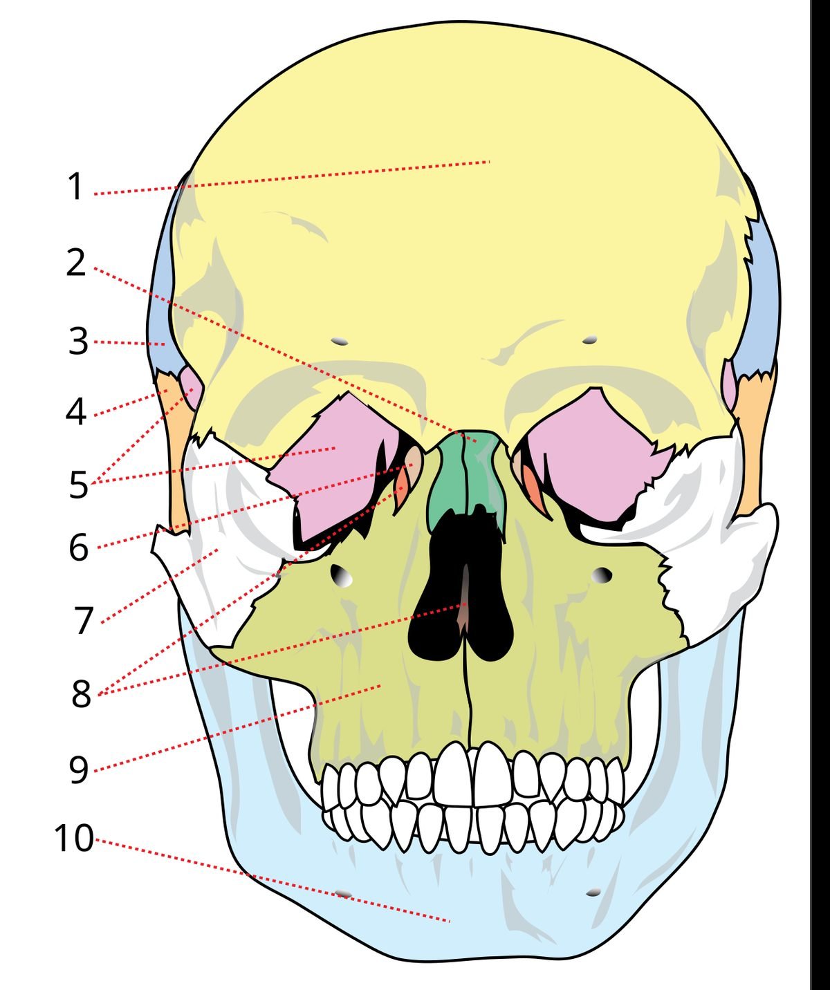 human skull anatomy diagram