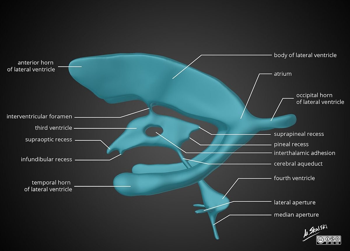 cerebral ventricles anatomy