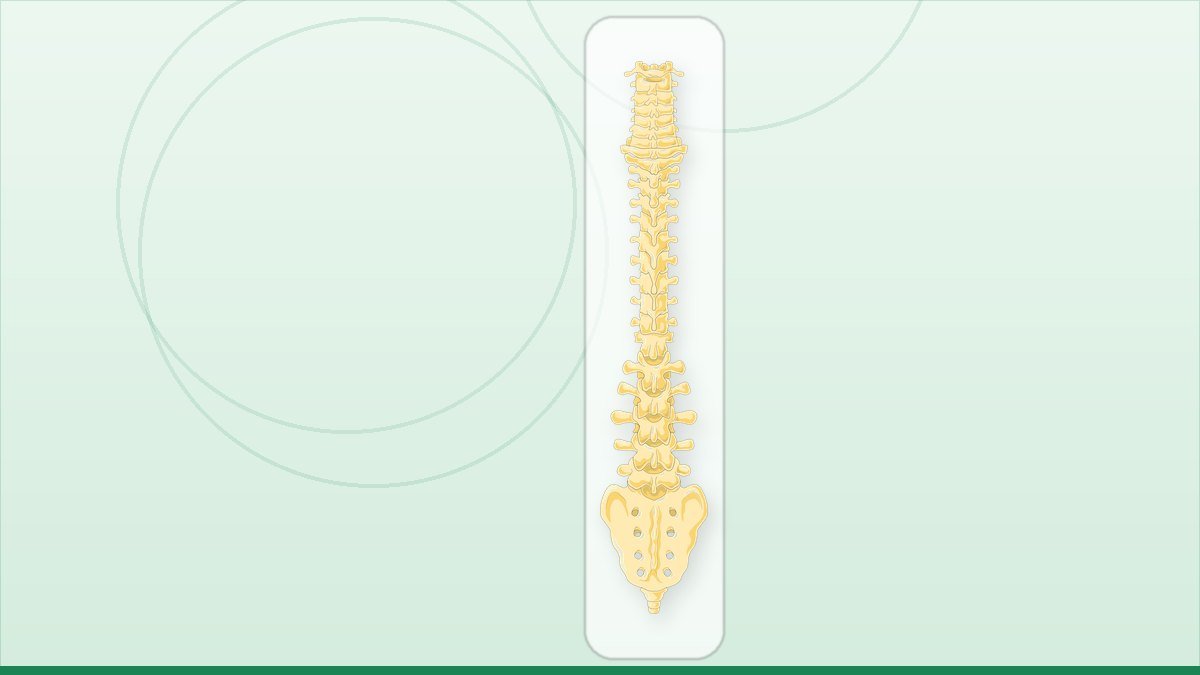 medical illustration: vertebral column