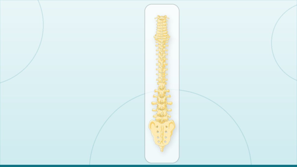 medical illustration: vertebral column