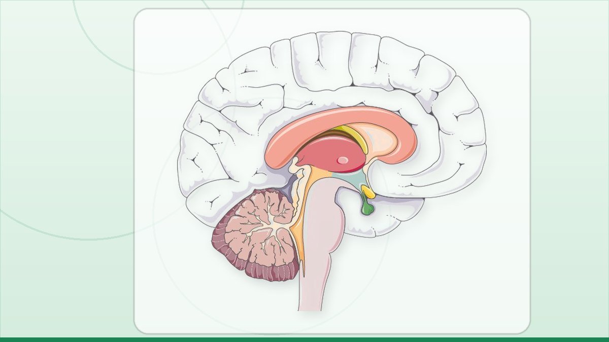 medical illustration: brain