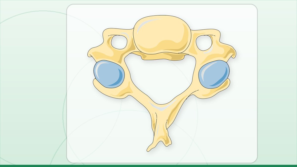 medical illustration: vertebra