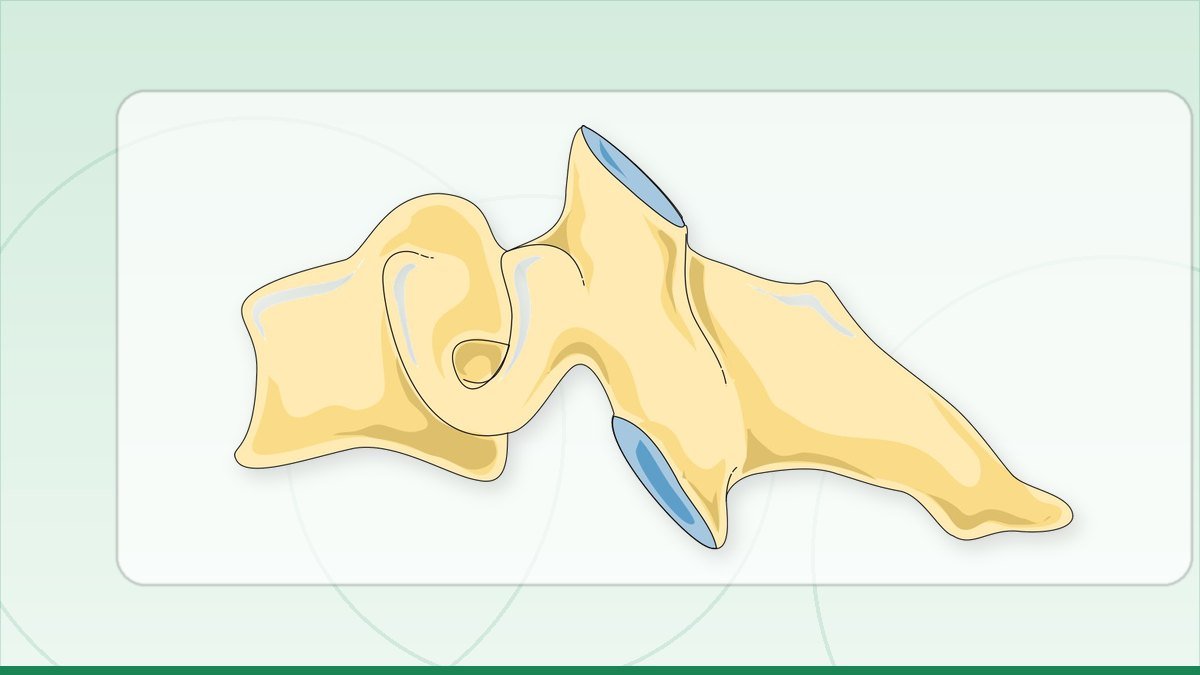 medical illustration: vertebra
