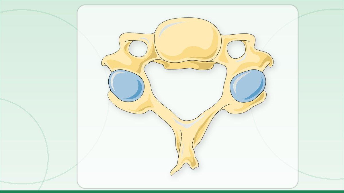 medical illustration: vertebra