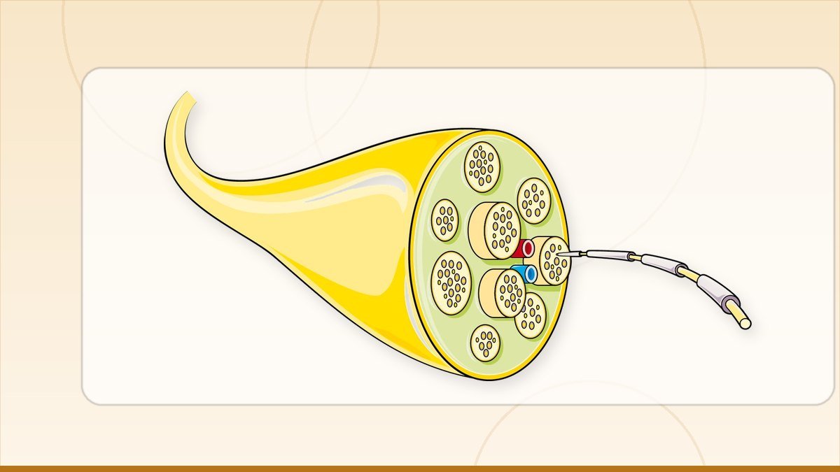 medical illustration: nerve