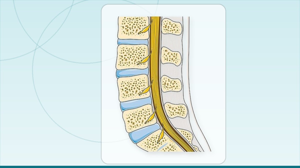 medical illustration: vertebral column
