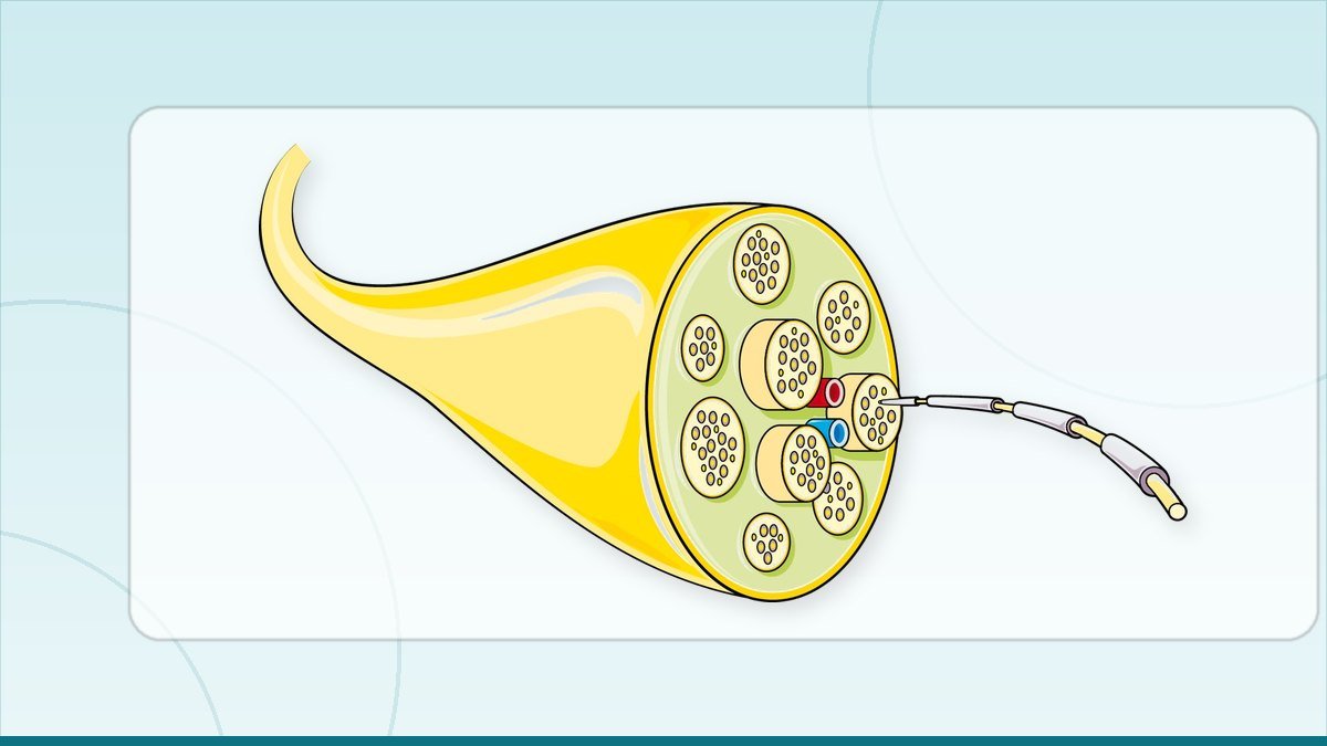 medical illustration: equipment - Endoscopy