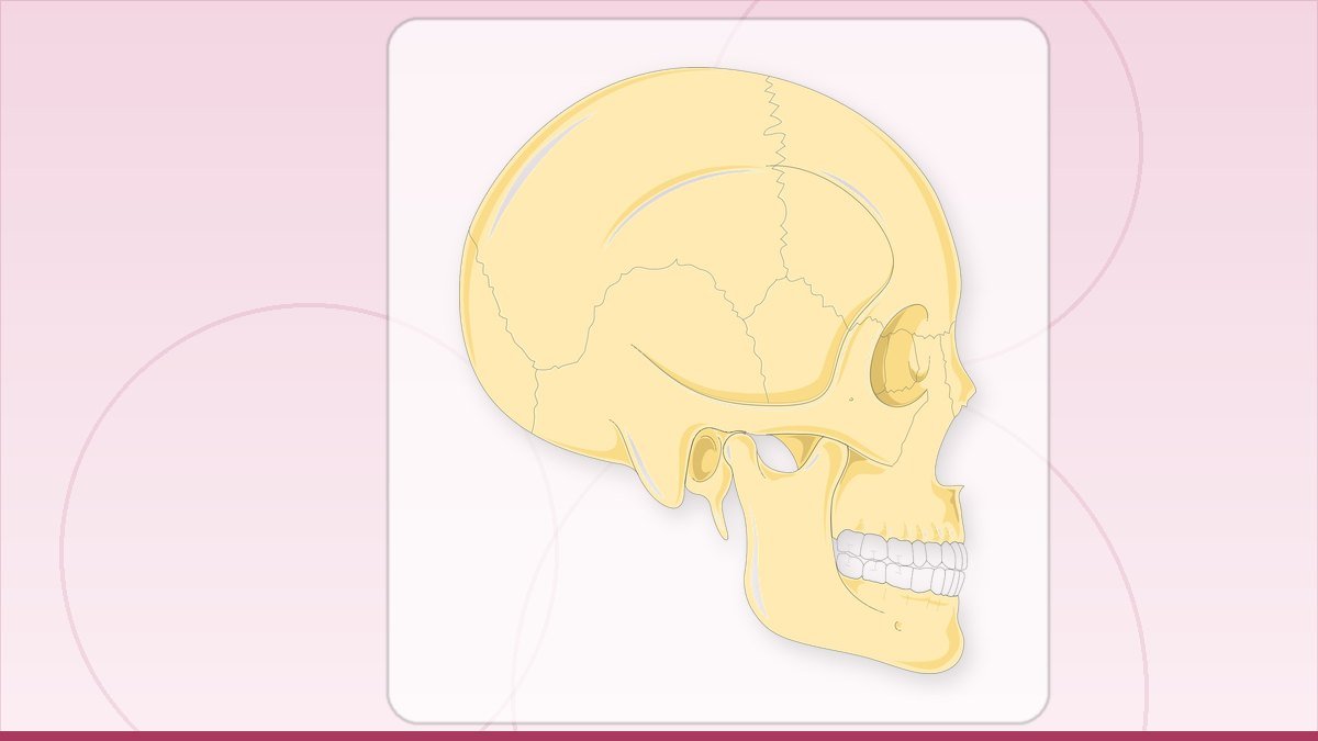 medical illustration: skulls