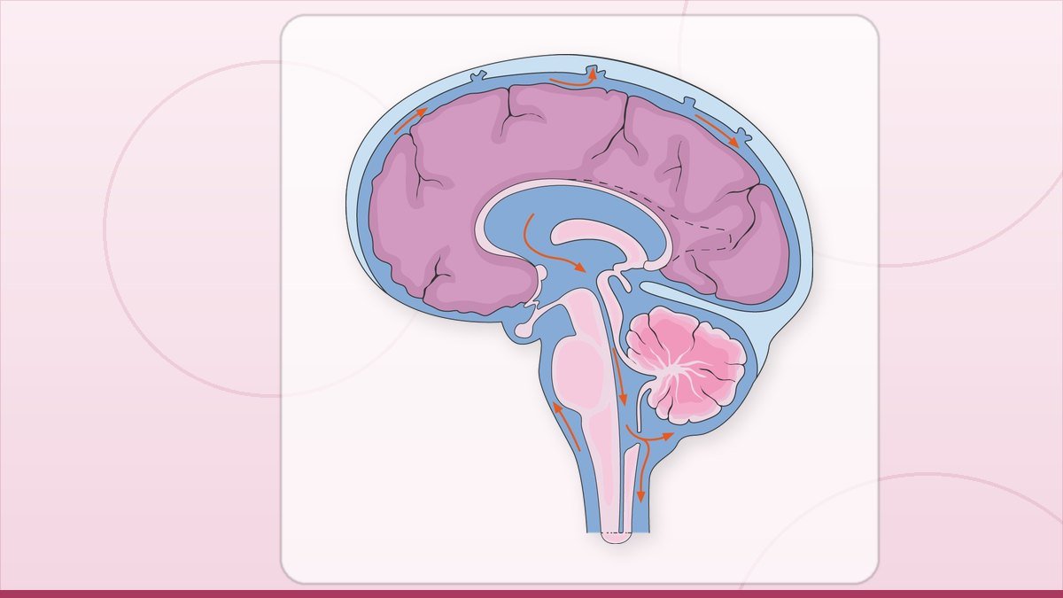 medical illustration: cerebrospinal fluid