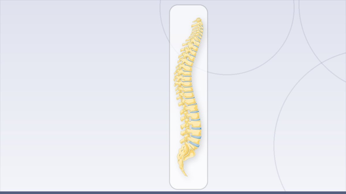 medical illustration: vertebral column