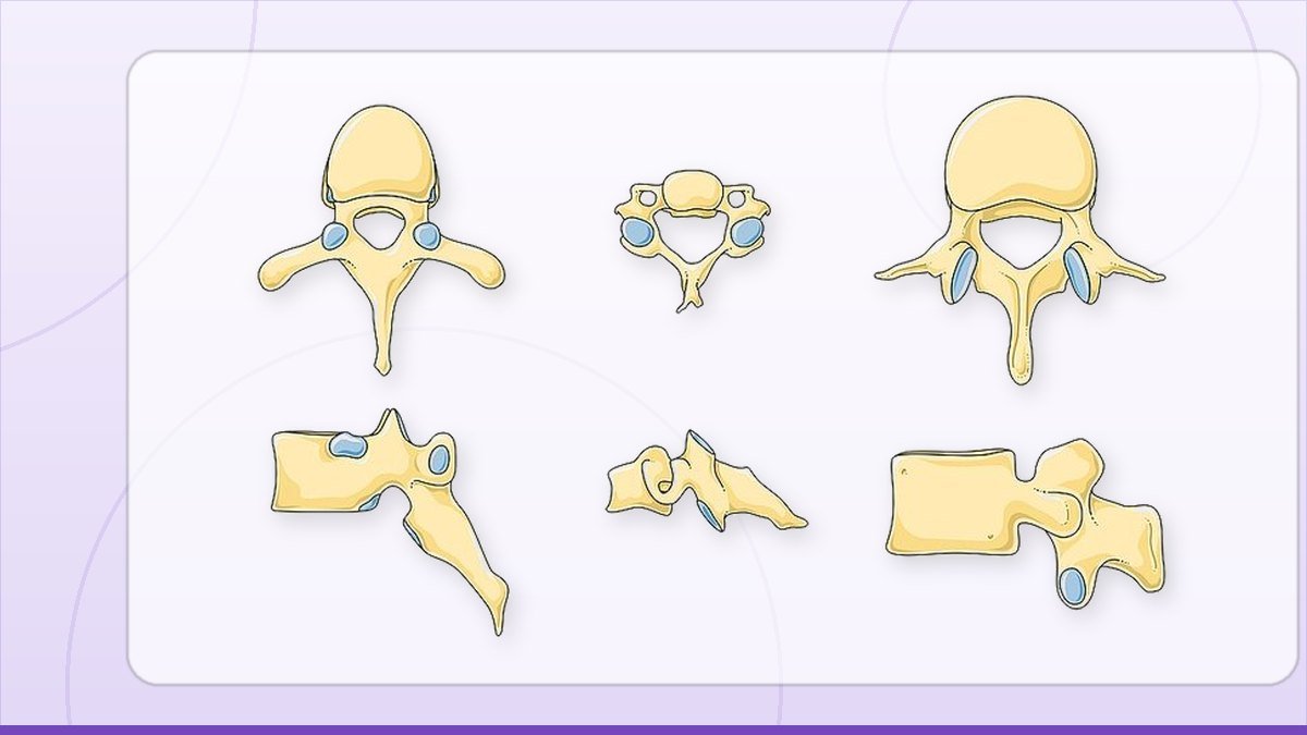 medical illustration: vertebra