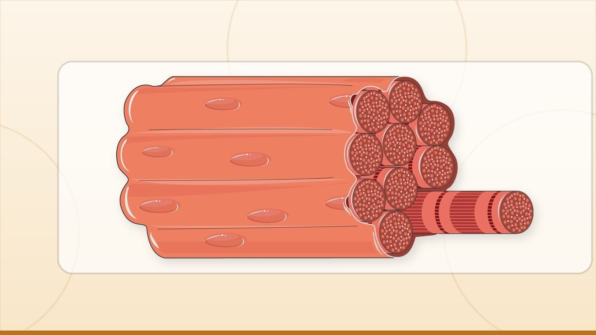 medical illustration: rheumatology - Muscle fiber