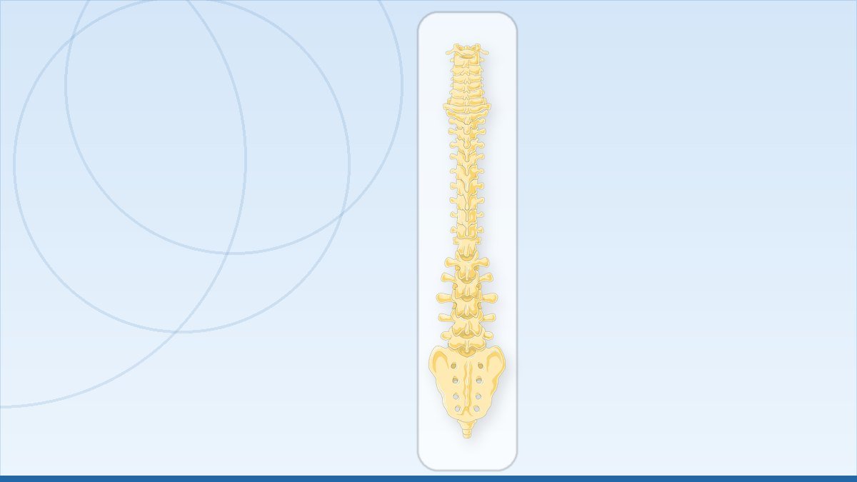 medical illustration: vertebral column