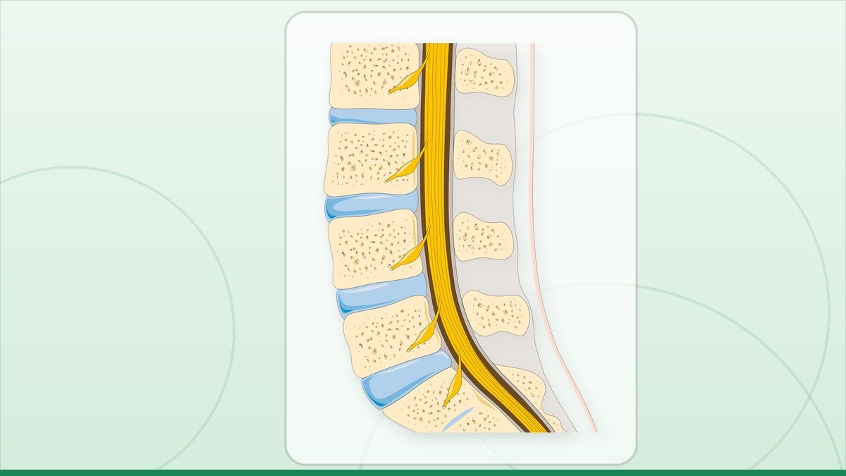 medical illustration: vertebral column
