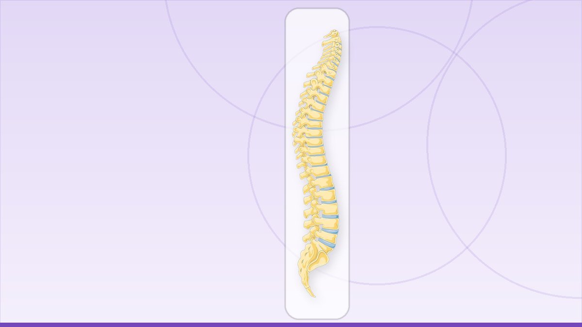 medical illustration: vertebral column