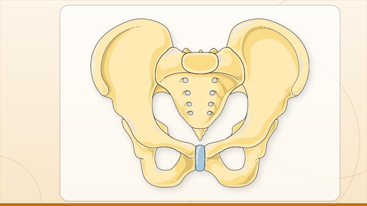 medical illustration: rheumatology - Male pelvis