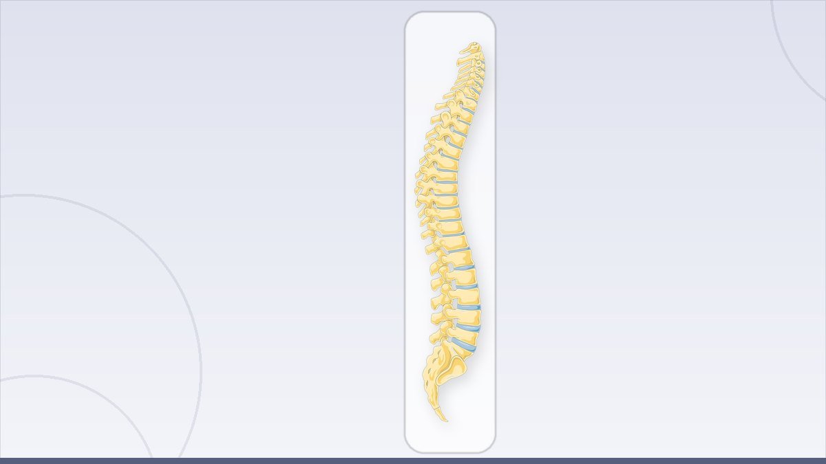 medical illustration: vertebral column