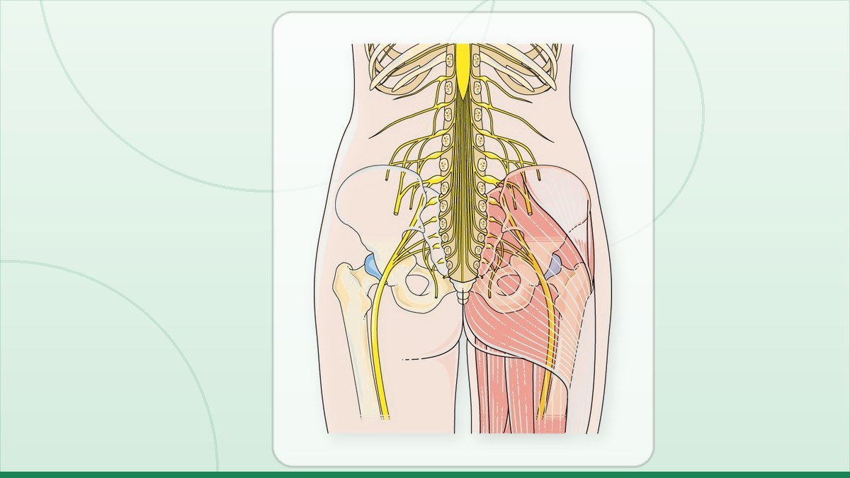 medical illustration: sciatic nerve