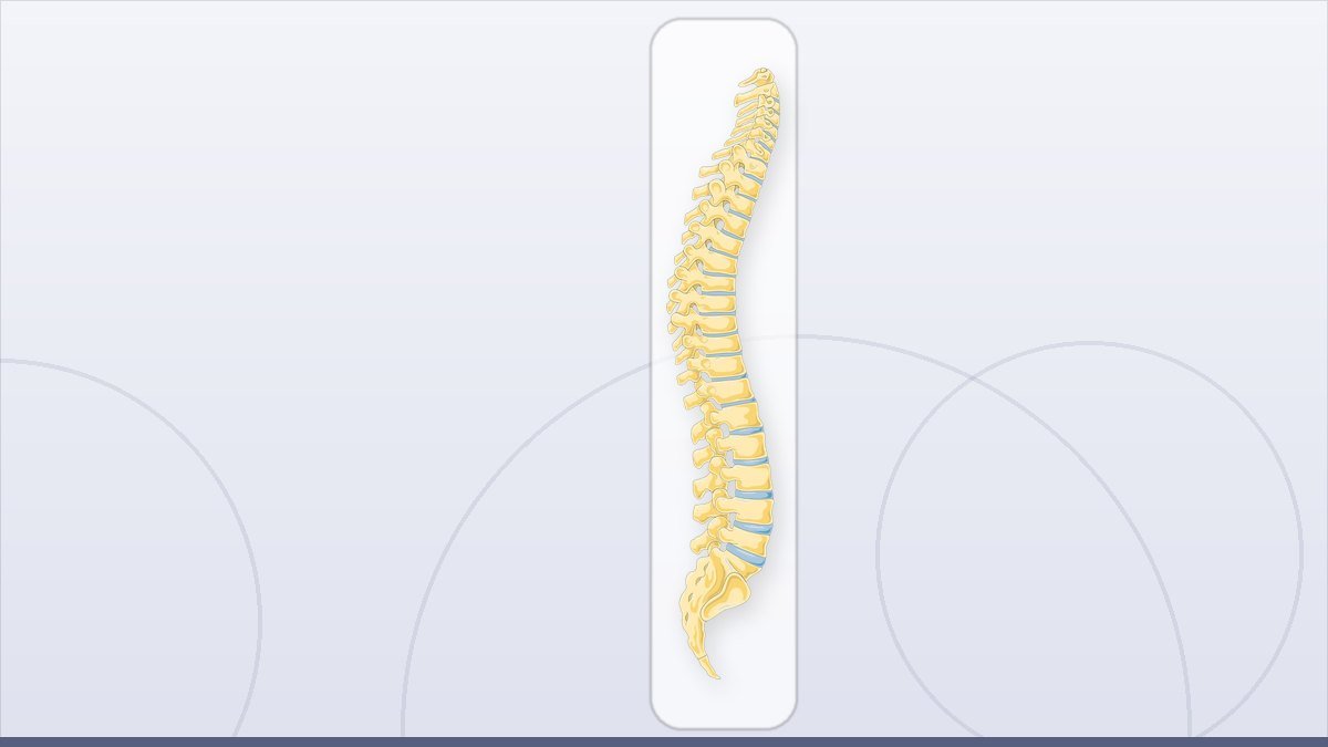 medical illustration: vertebral column