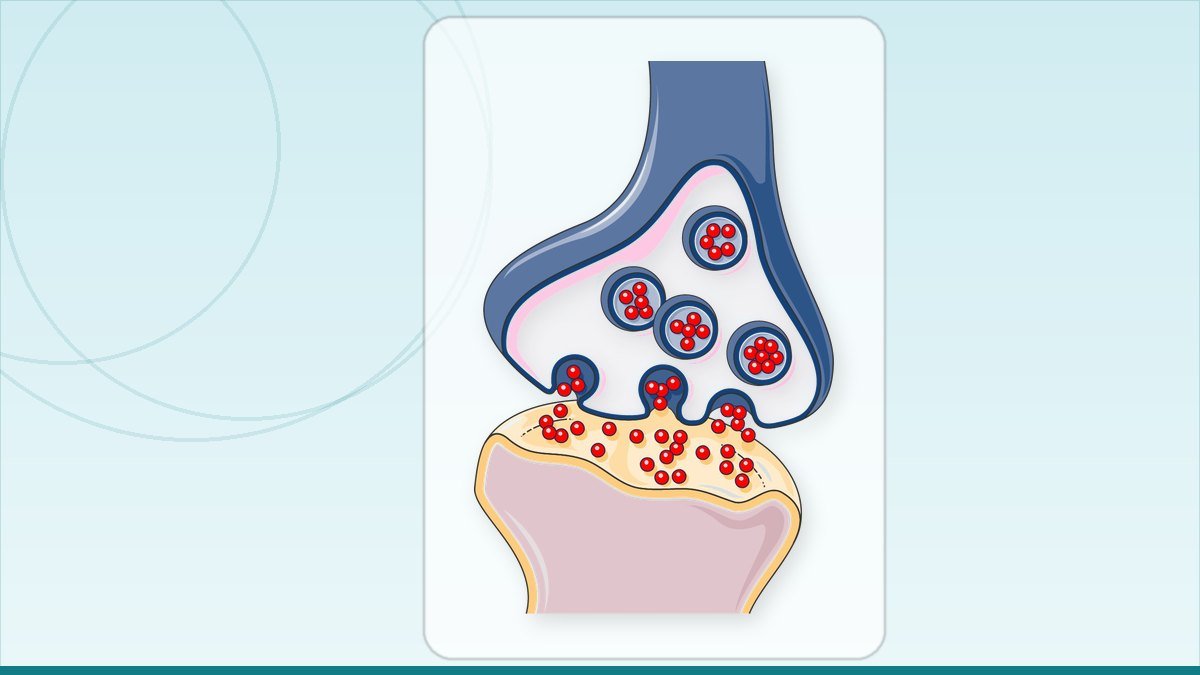 medical illustration: synapse