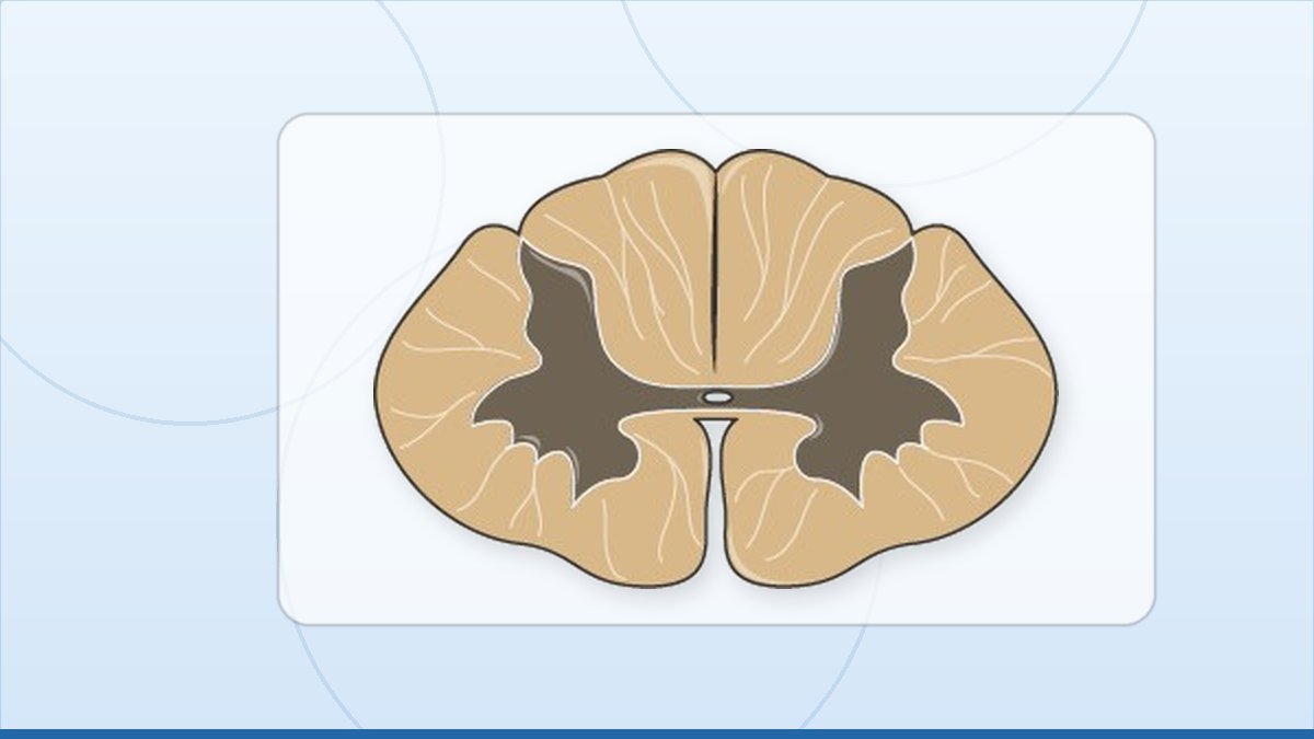 medical illustration: spinal cord section