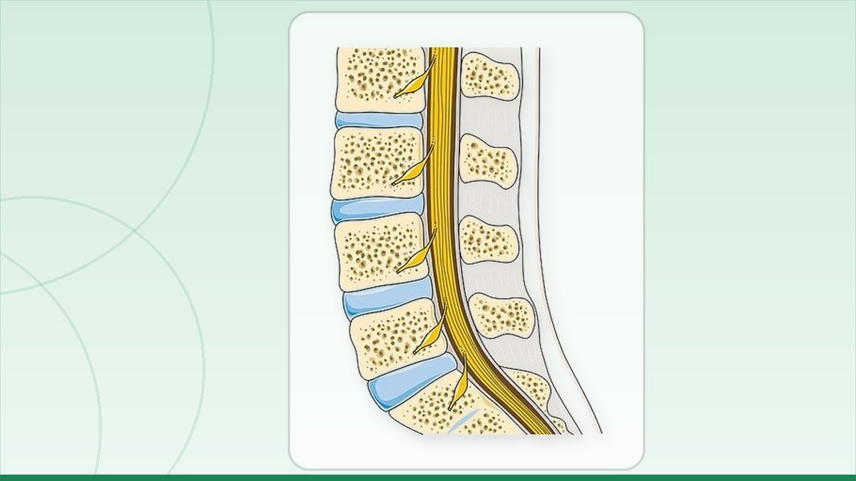 medical illustration: vertebral column