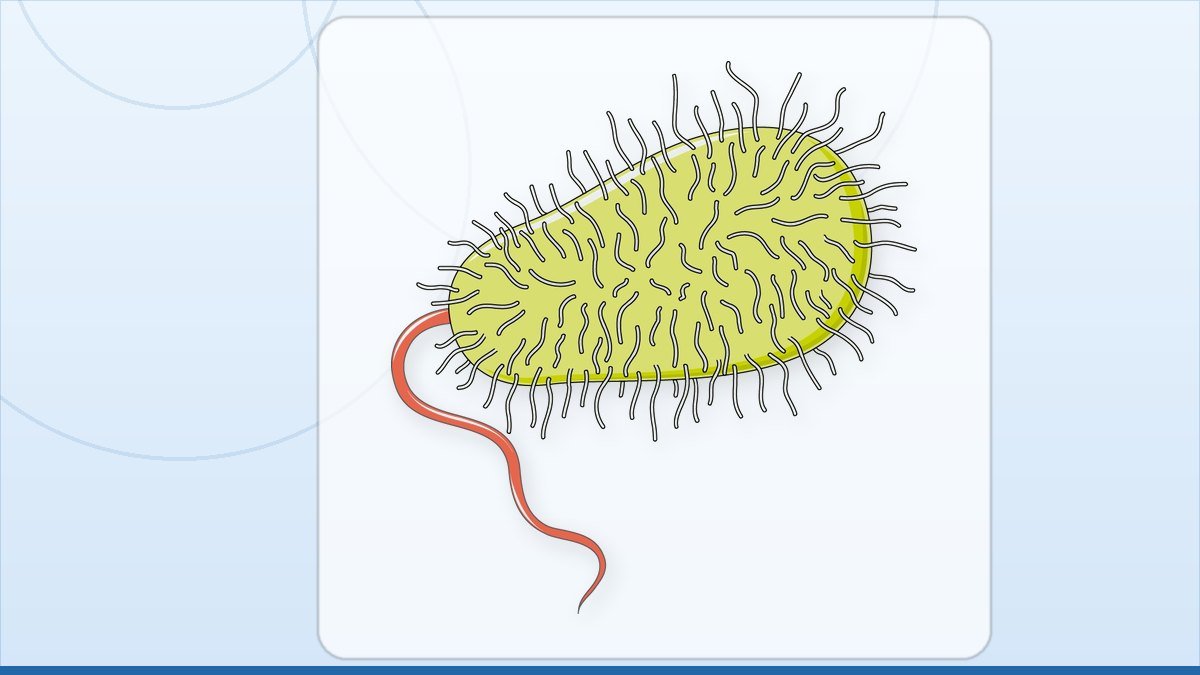 medical illustration: infectiology - Bacterium
