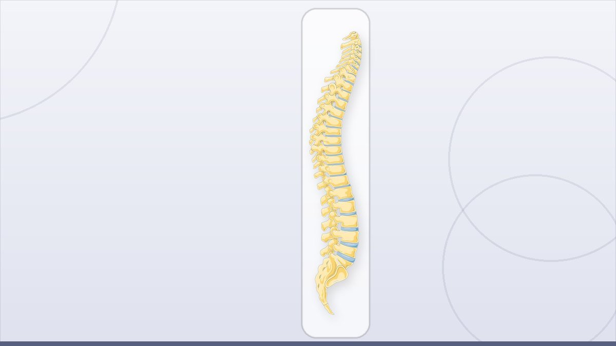 medical illustration: vertebral column