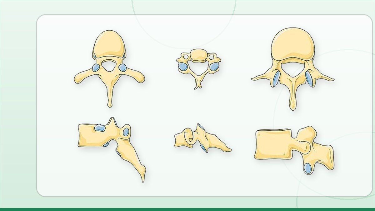 medical illustration: vertebra