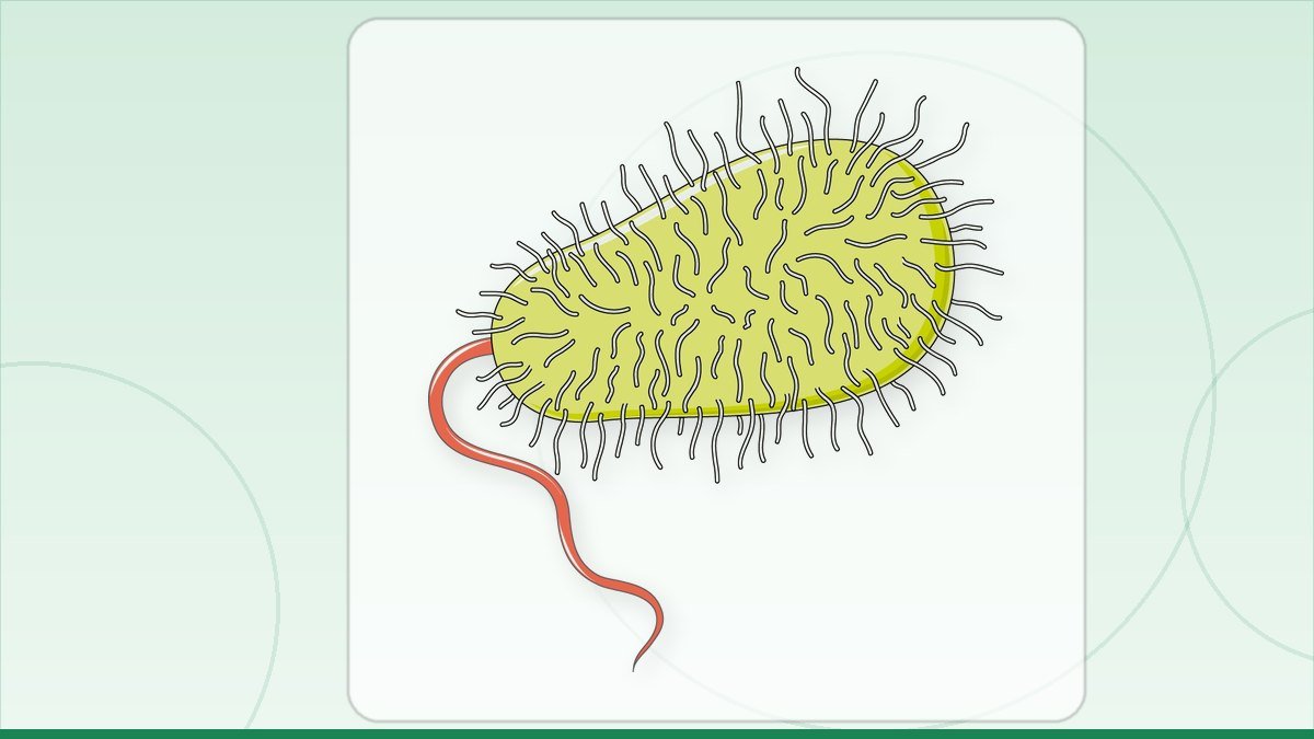 medical illustration: infectiology - Bacterium