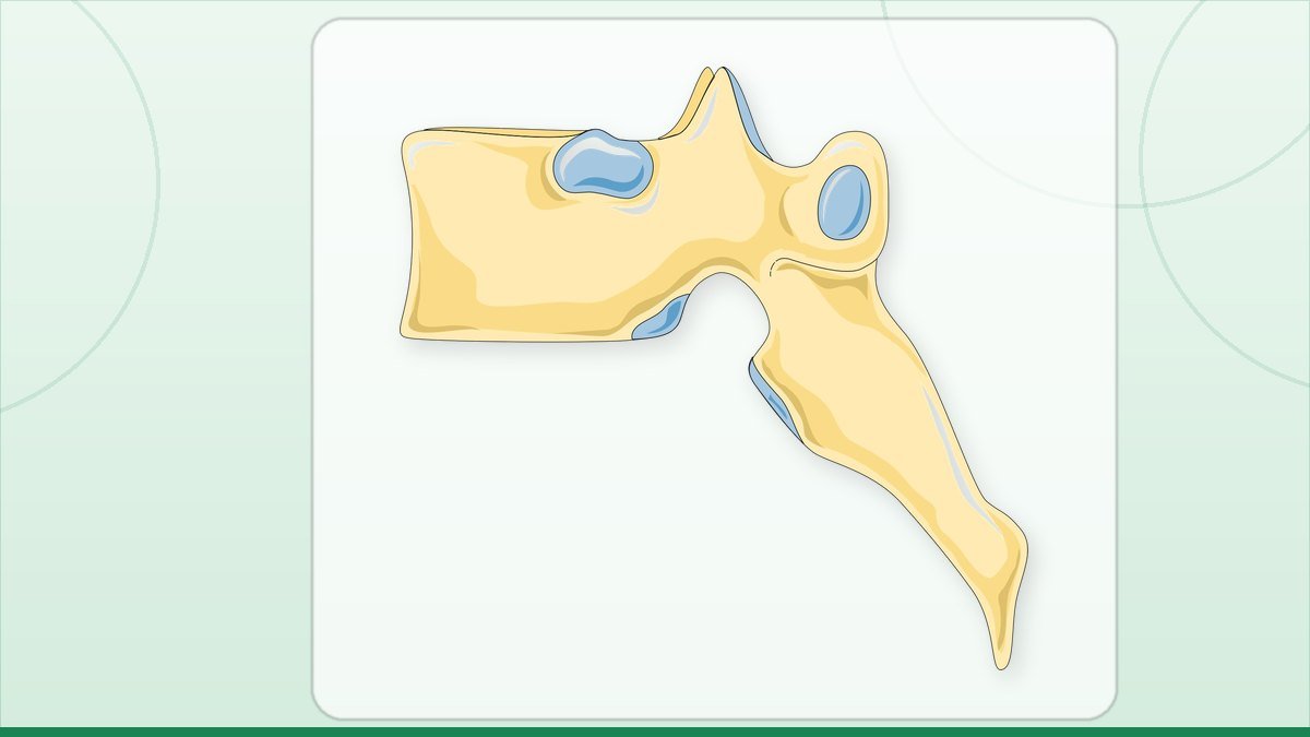 medical illustration: vertebra