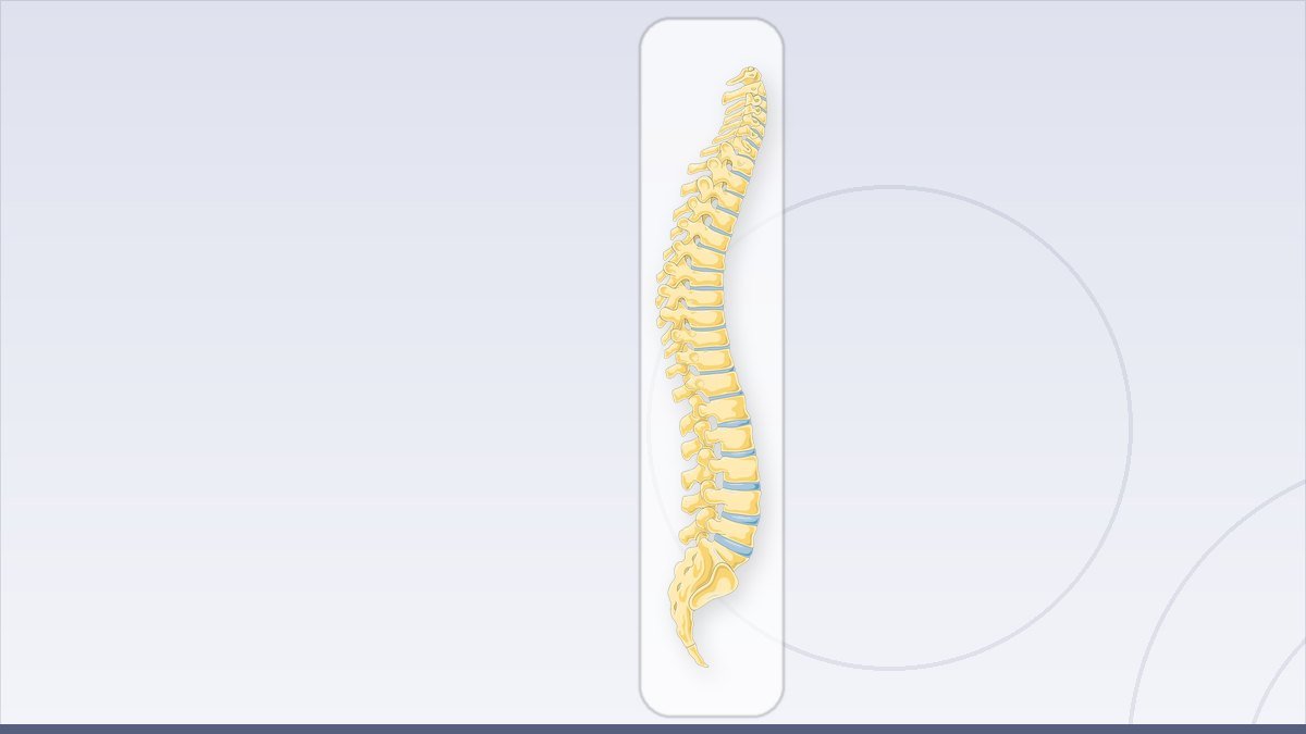 medical illustration: vertebral column