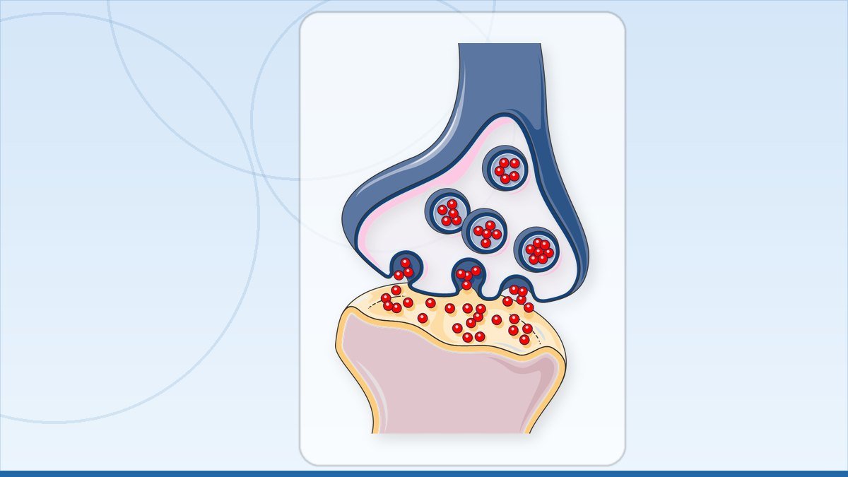 medical illustration: synapse